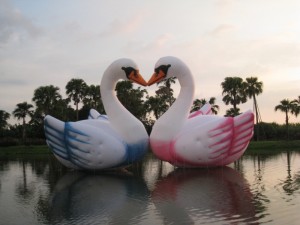 雅聞峇里海岸 愛情天鵝